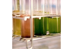 Image Tube a Essai Microalgues